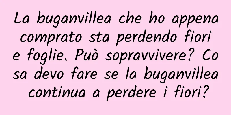 La buganvillea che ho appena comprato sta perdendo fiori e foglie. Può sopravvivere? Cosa devo fare se la buganvillea continua a perdere i fiori?