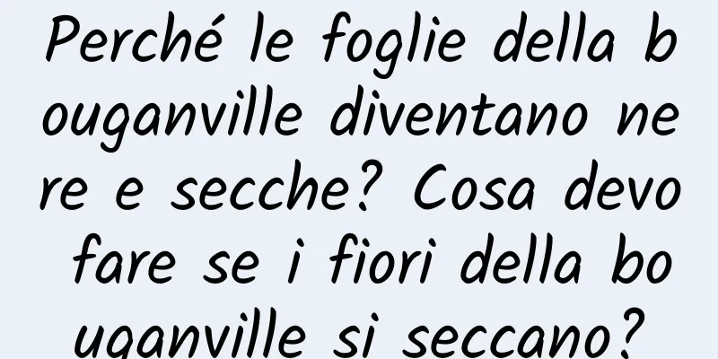 Perché le foglie della bouganville diventano nere e secche? Cosa devo fare se i fiori della bouganville si seccano?