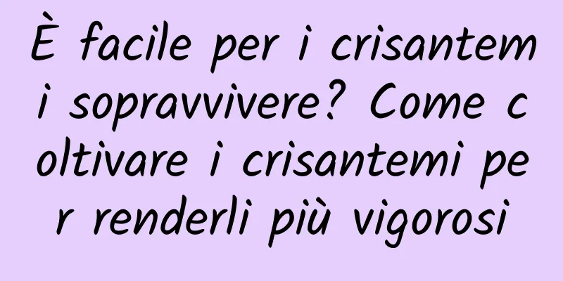 È facile per i crisantemi sopravvivere? Come coltivare i crisantemi per renderli più vigorosi