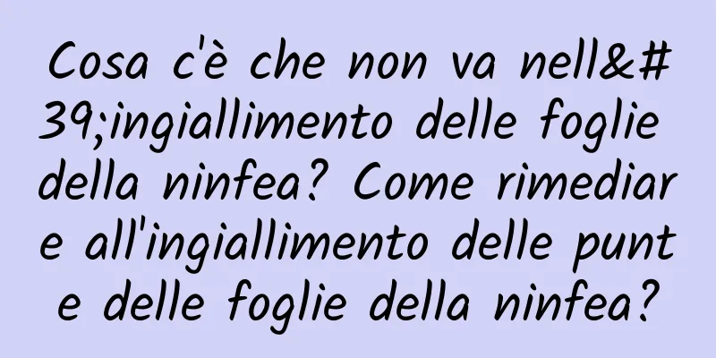 Cosa c'è che non va nell'ingiallimento delle foglie della ninfea? Come rimediare all'ingiallimento delle punte delle foglie della ninfea?