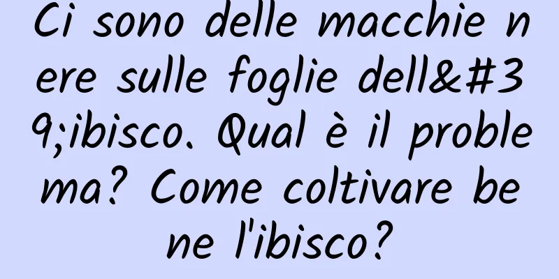 Ci sono delle macchie nere sulle foglie dell'ibisco. Qual è il problema? Come coltivare bene l'ibisco?
