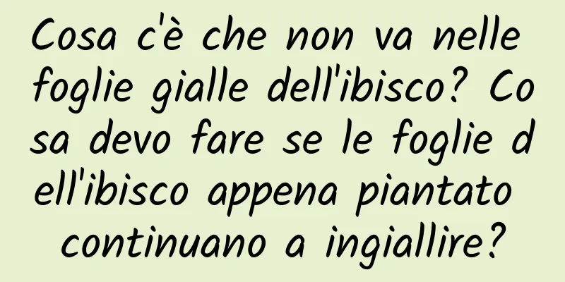 Cosa c'è che non va nelle foglie gialle dell'ibisco? Cosa devo fare se le foglie dell'ibisco appena piantato continuano a ingiallire?