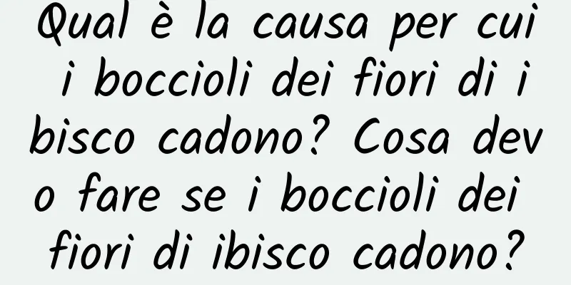 Qual è la causa per cui i boccioli dei fiori di ibisco cadono? Cosa devo fare se i boccioli dei fiori di ibisco cadono?