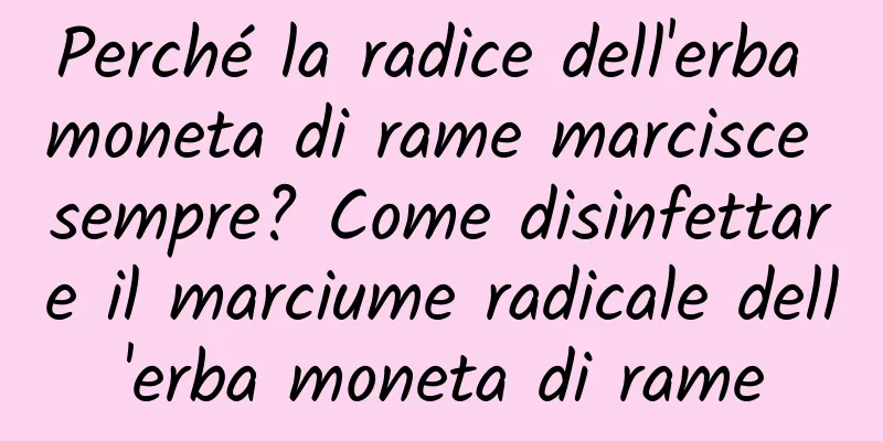 Perché la radice dell'erba moneta di rame marcisce sempre? Come disinfettare il marciume radicale dell'erba moneta di rame