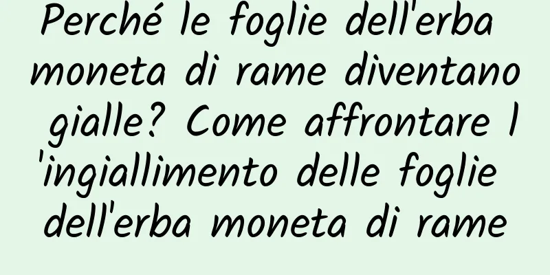 Perché le foglie dell'erba moneta di rame diventano gialle? Come affrontare l'ingiallimento delle foglie dell'erba moneta di rame