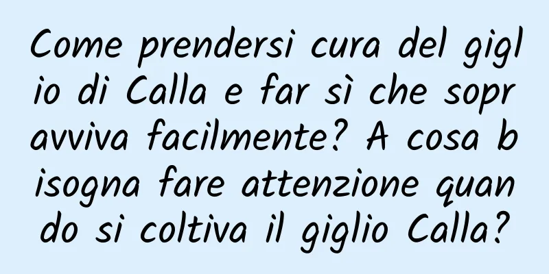 Come prendersi cura del giglio di Calla e far sì che sopravviva facilmente? A cosa bisogna fare attenzione quando si coltiva il giglio Calla?