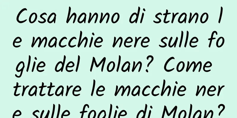 Cosa hanno di strano le macchie nere sulle foglie del Molan? Come trattare le macchie nere sulle foglie di Molan?