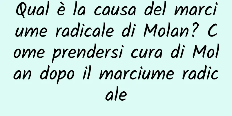 Qual è la causa del marciume radicale di Molan? Come prendersi cura di Molan dopo il marciume radicale