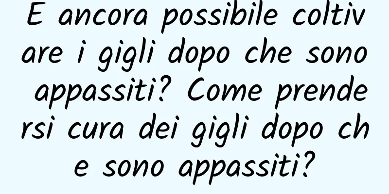 È ancora possibile coltivare i gigli dopo che sono appassiti? Come prendersi cura dei gigli dopo che sono appassiti?