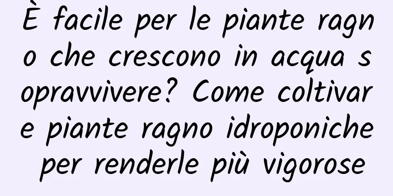 È facile per le piante ragno che crescono in acqua sopravvivere? Come coltivare piante ragno idroponiche per renderle più vigorose