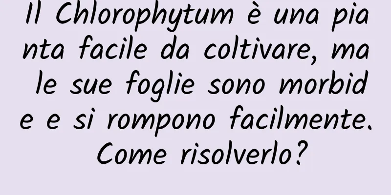 Il Chlorophytum è una pianta facile da coltivare, ma le sue foglie sono morbide e si rompono facilmente. Come risolverlo?