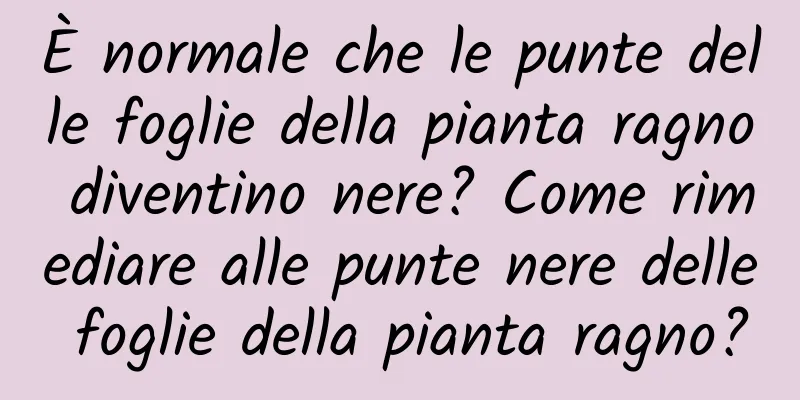 È normale che le punte delle foglie della pianta ragno diventino nere? Come rimediare alle punte nere delle foglie della pianta ragno?