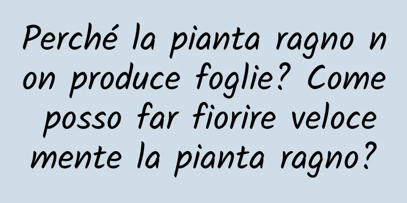 Perché la pianta ragno non produce foglie? Come posso far fiorire velocemente la pianta ragno?