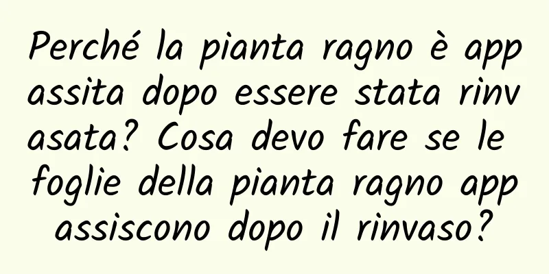 Perché la pianta ragno è appassita dopo essere stata rinvasata? Cosa devo fare se le foglie della pianta ragno appassiscono dopo il rinvaso?