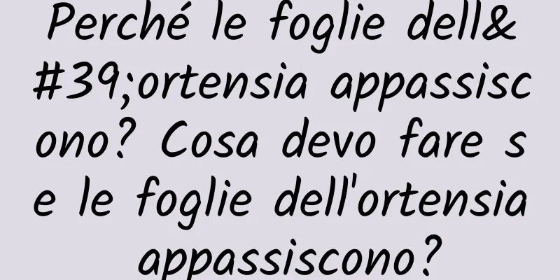 Perché le foglie dell'ortensia appassiscono? Cosa devo fare se le foglie dell'ortensia appassiscono?