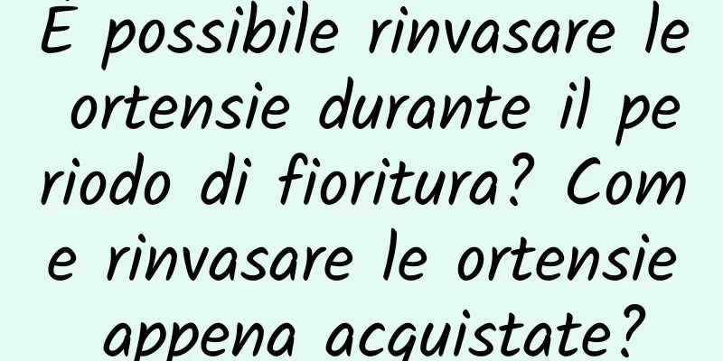 È possibile rinvasare le ortensie durante il periodo di fioritura? Come rinvasare le ortensie appena acquistate?