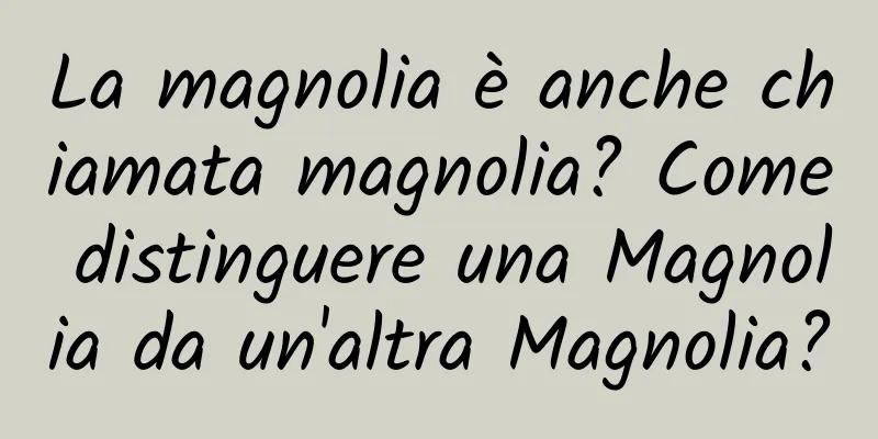 La magnolia è anche chiamata magnolia? Come distinguere una Magnolia da un'altra Magnolia?