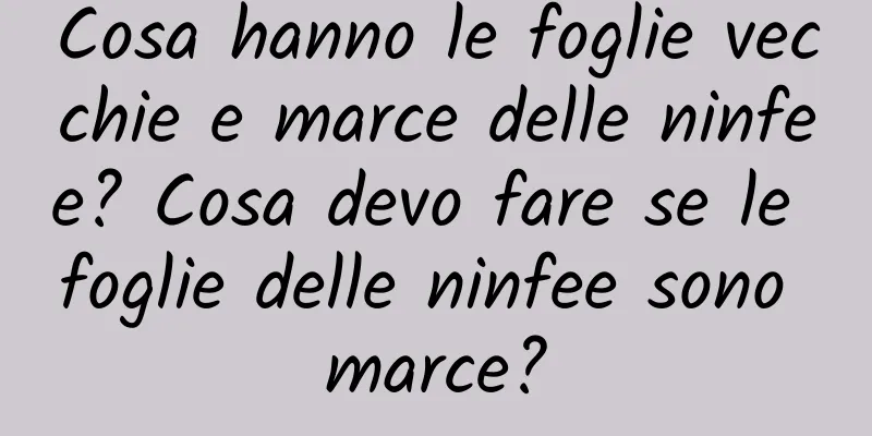 Cosa hanno le foglie vecchie e marce delle ninfee? Cosa devo fare se le foglie delle ninfee sono marce?