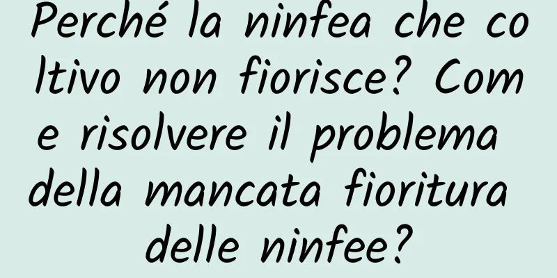 Perché la ninfea che coltivo non fiorisce? Come risolvere il problema della mancata fioritura delle ninfee?