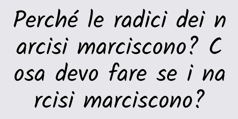 Perché le radici dei narcisi marciscono? Cosa devo fare se i narcisi marciscono?