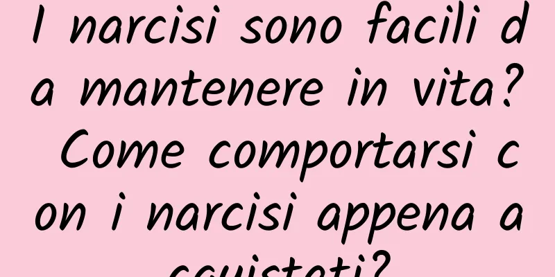 I narcisi sono facili da mantenere in vita? Come comportarsi con i narcisi appena acquistati?