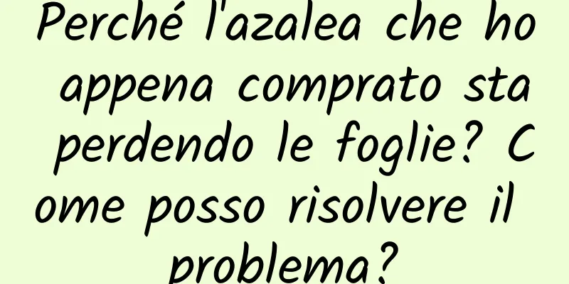 Perché l'azalea che ho appena comprato sta perdendo le foglie? Come posso risolvere il problema?