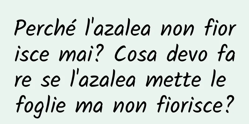 Perché l'azalea non fiorisce mai? Cosa devo fare se l'azalea mette le foglie ma non fiorisce?