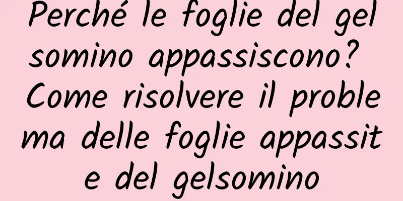 Perché le foglie del gelsomino appassiscono? Come risolvere il problema delle foglie appassite del gelsomino
