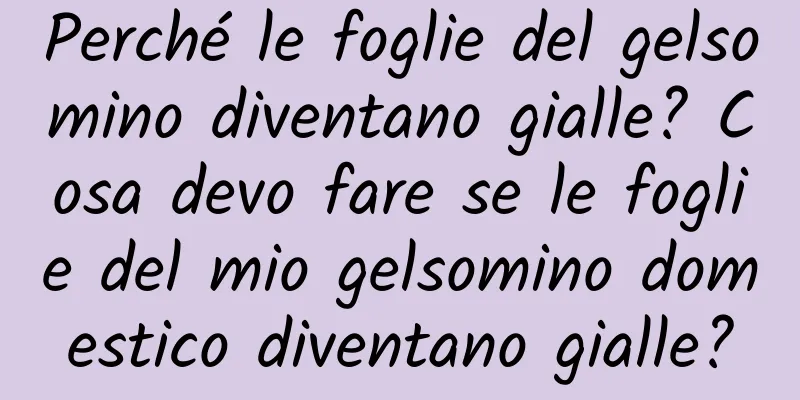 Perché le foglie del gelsomino diventano gialle? Cosa devo fare se le foglie del mio gelsomino domestico diventano gialle?