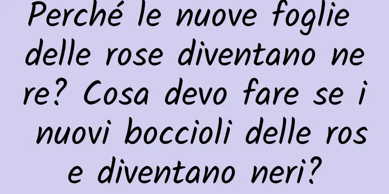 Perché le nuove foglie delle rose diventano nere? Cosa devo fare se i nuovi boccioli delle rose diventano neri?