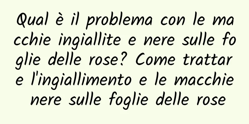 Qual è il problema con le macchie ingiallite e nere sulle foglie delle rose? Come trattare l'ingiallimento e le macchie nere sulle foglie delle rose