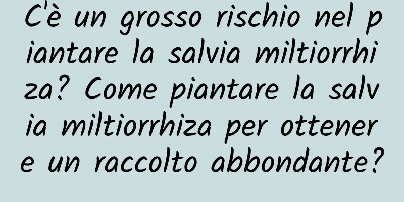 C'è un grosso rischio nel piantare la salvia miltiorrhiza? Come piantare la salvia miltiorrhiza per ottenere un raccolto abbondante?