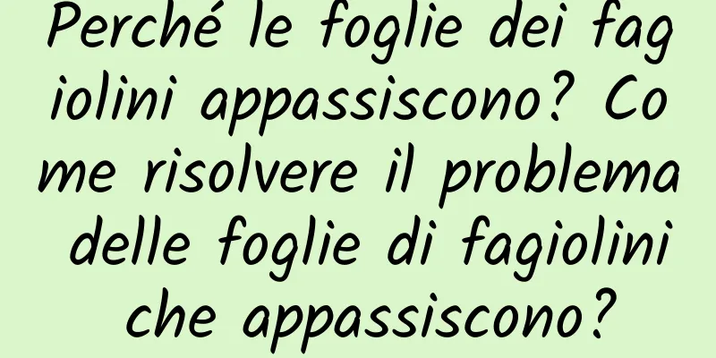Perché le foglie dei fagiolini appassiscono? Come risolvere il problema delle foglie di fagiolini che appassiscono?