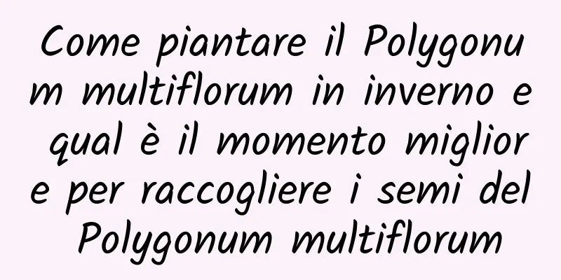 Come piantare il Polygonum multiflorum in inverno e qual è il momento migliore per raccogliere i semi del Polygonum multiflorum
