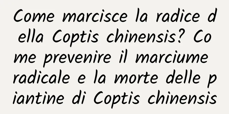 Come marcisce la radice della Coptis chinensis? Come prevenire il marciume radicale e la morte delle piantine di Coptis chinensis