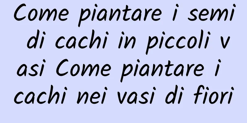 Come piantare i semi di cachi in piccoli vasi Come piantare i cachi nei vasi di fiori