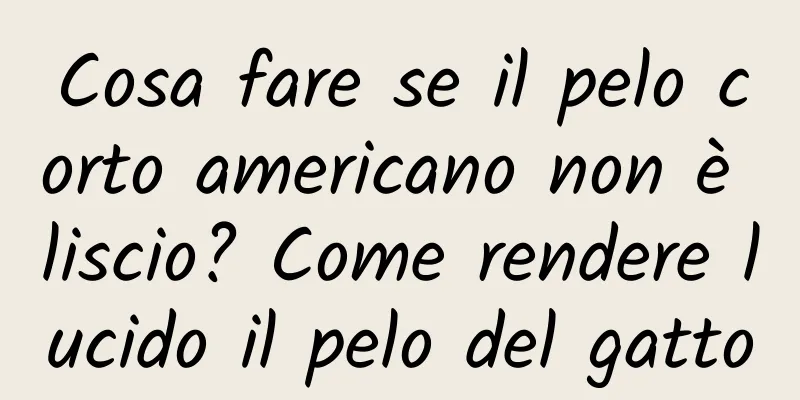 Cosa fare se il pelo corto americano non è liscio? Come rendere lucido il pelo del gatto
