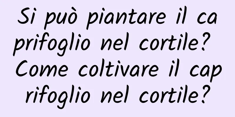 Si può piantare il caprifoglio nel cortile? Come coltivare il caprifoglio nel cortile?