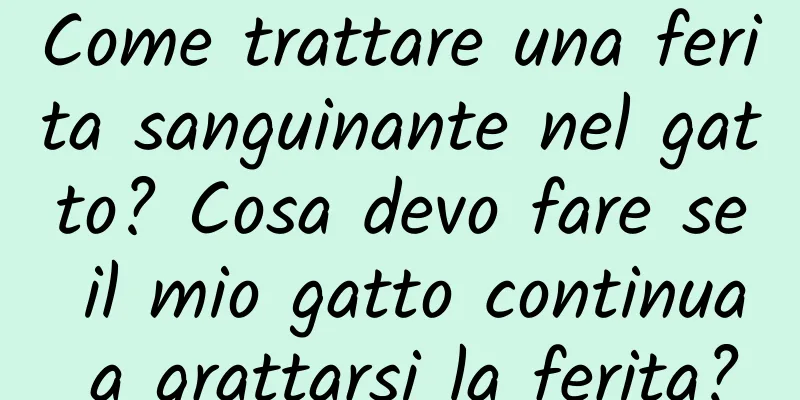 Come trattare una ferita sanguinante nel gatto? Cosa devo fare se il mio gatto continua a grattarsi la ferita?