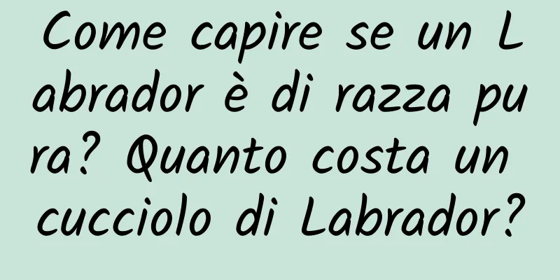 Come capire se un Labrador è di razza pura? Quanto costa un cucciolo di Labrador?
