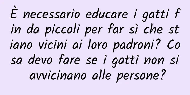 È necessario educare i gatti fin da piccoli per far sì che stiano vicini ai loro padroni? Cosa devo fare se i gatti non si avvicinano alle persone?