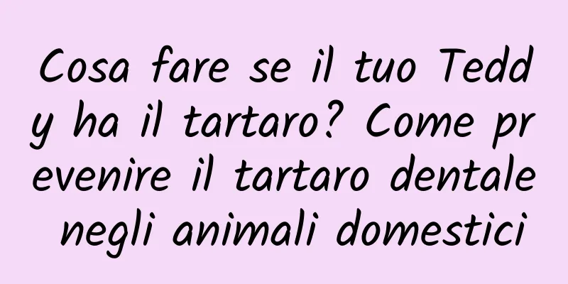 Cosa fare se il tuo Teddy ha il tartaro? Come prevenire il tartaro dentale negli animali domestici