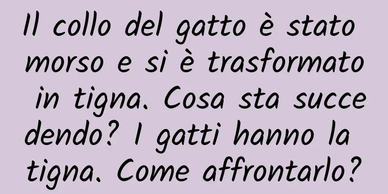 Il collo del gatto è stato morso e si è trasformato in tigna. Cosa sta succedendo? I gatti hanno la tigna. Come affrontarlo?