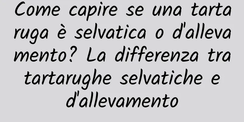 Come capire se una tartaruga è selvatica o d'allevamento? La differenza tra tartarughe selvatiche e d'allevamento