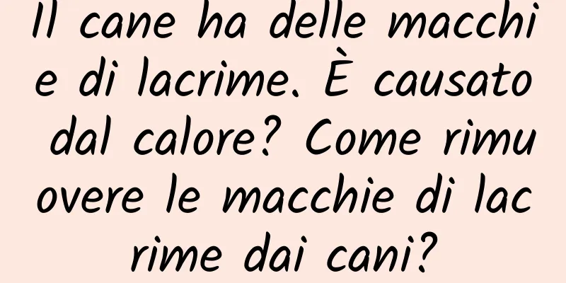 Il cane ha delle macchie di lacrime. È causato dal calore? Come rimuovere le macchie di lacrime dai cani?