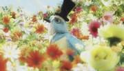 Gingham Check Bird: un'analisi approfondita del fascino di Minna no Uta